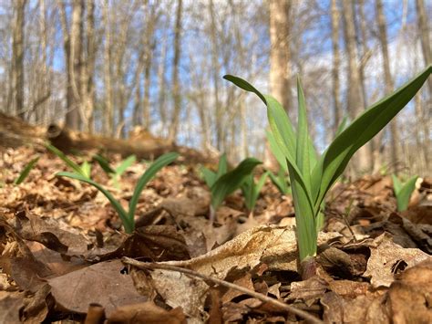 Indigenous Knowledge — Plant Virginia Natives