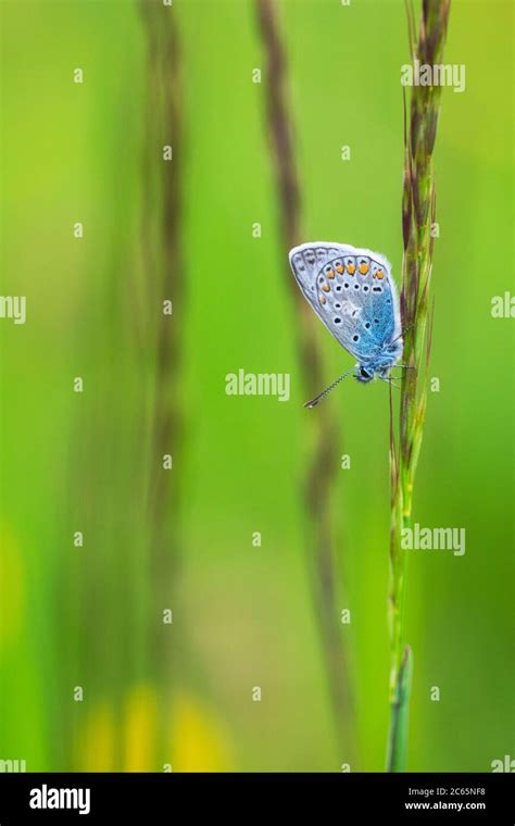 male common blue stock photo alamy