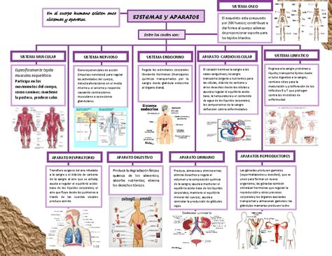 Fisiologia Humana Mapa Mental - Mapa Mental Anatomia E Fisiologia Humana - FDPLEARN