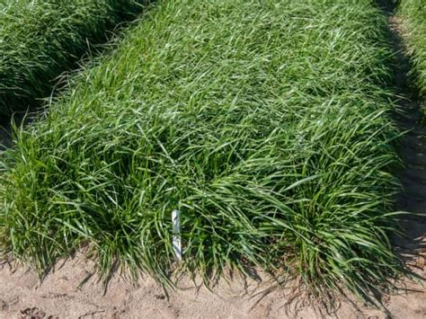 Attain Tetraploid Annual Ryegrass