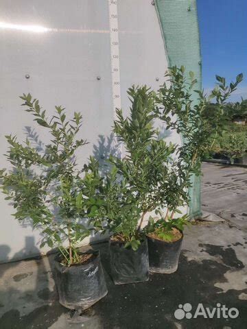 Саженцы голубики плодоносящие купить в Краснодаре | Товары для дома и ...