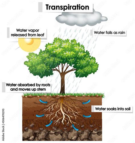 Diagram showing transpiration in plant Stock Vector | Adobe Stock