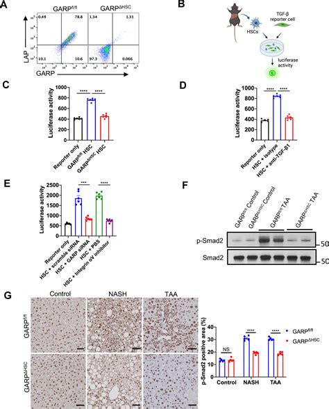 GARP On Hepatic Stellate Cells Is Essential For The Development Of