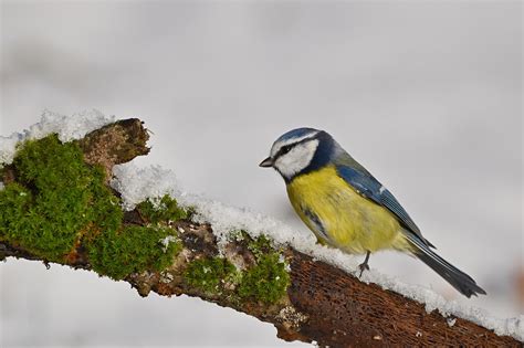 Free Tits Nature Images Pixabay
