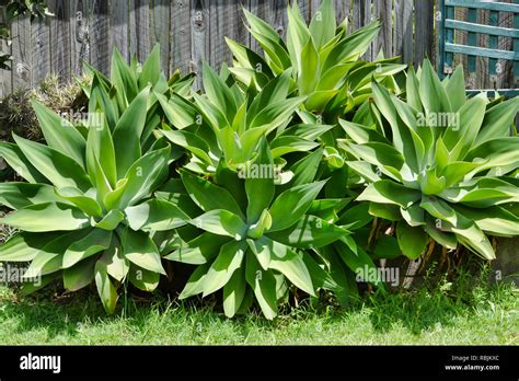 Foxtail agave Stock Photo - Alamy