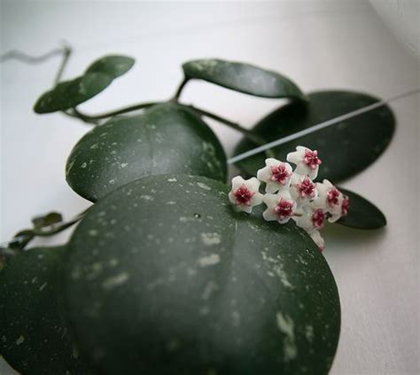 Хойя (Hoya) Фото-каталог