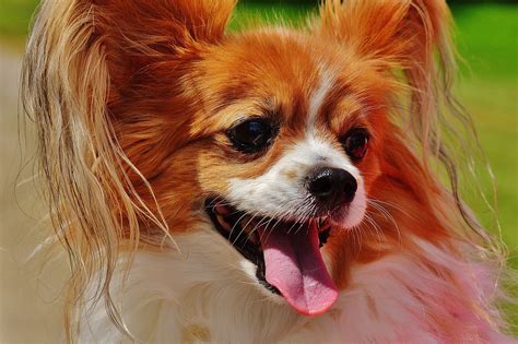 Free photo: Dog, Chihuahua, Cute, Small Dog - Free Image on Pixabay