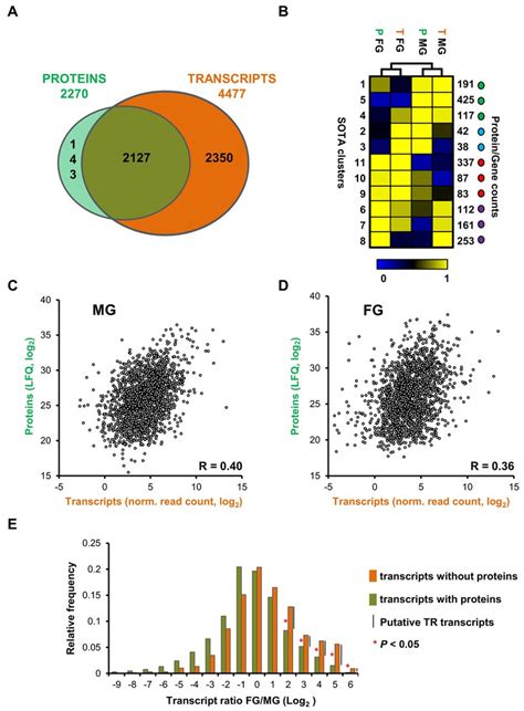 Comparison Between Transcriptome And Proteome Of Purified P Falciparum