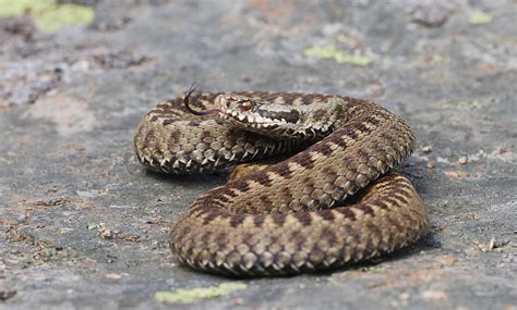 Common Adder Birdforum
