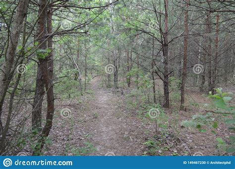 Paisajes De Las Plantas Y De Los Rboles Del Bosque Del Verano Foto De