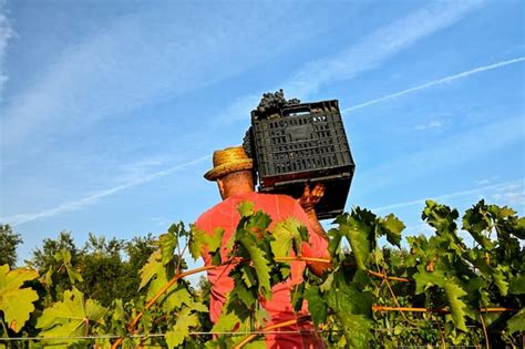 Premium Photo | Farmer picking grapes at grape harvest