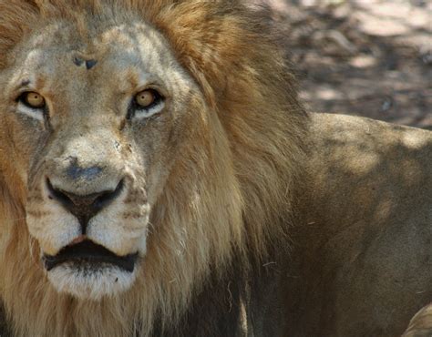 Big Five Animals (5) | Lion Buffalo Rhino Leopard Elephant