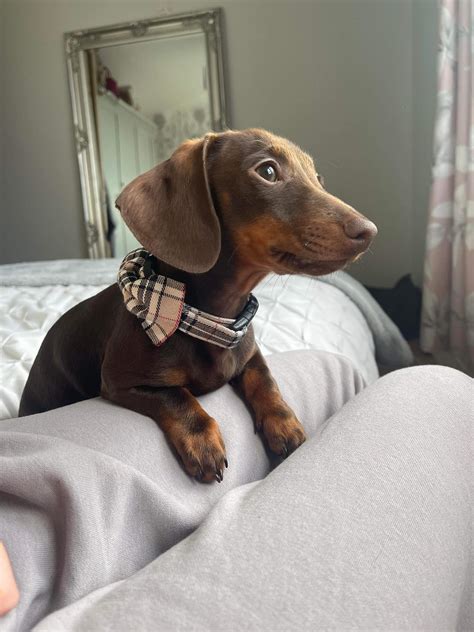Mini dachshund Preston | Preston's K9 Fertility Services | Call Now