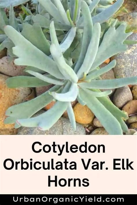 Cotyledon Varieties | UrbanOrganicYield.com