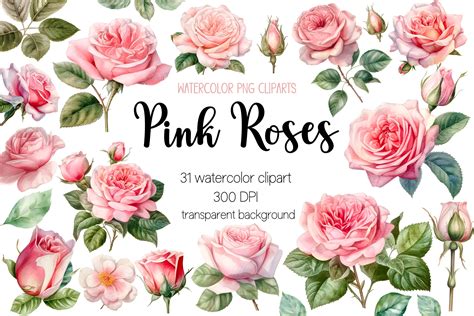 Pink Roses Watercolor Clipart Bundle Graphic By Dreanartdesign