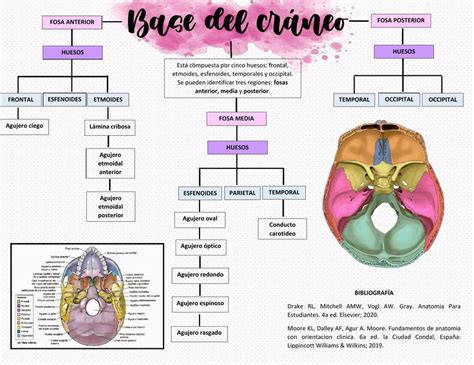 Base Del Craneo Para Imprimir Udocz The Best Porn Website