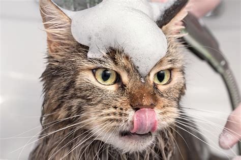 Is Lavender Safe For Cats Great Pet Care