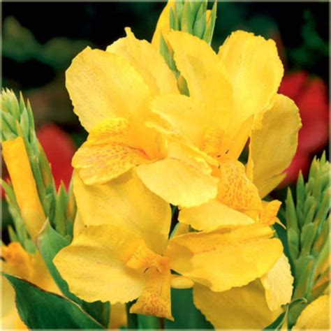 Paciorecznik ogrodowy Canna Yellow Humbert żółty Canna generalis Yellow