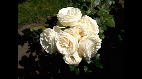 Роза Артемис цветет (Шраб) Роза Artemis (Tantau Германия, 2009) Rose ...