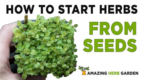 How To Start Herbs From Seeds Rosemary And Oregano Amazing Herb Garden