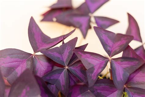 How to grow Oxalis Triangularis bulbs | Starting, growing, and caring