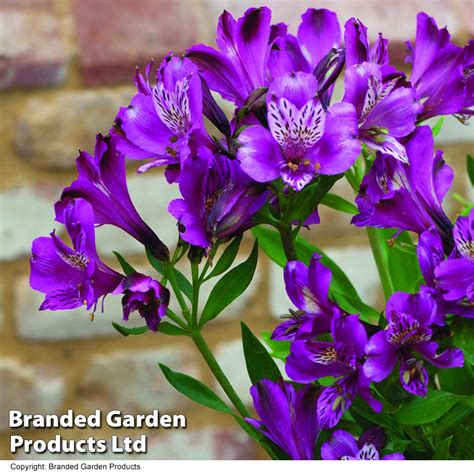 Alstroemeria Butterfly Hybrids Suttons