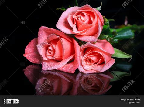 Pink Roses Dew Drops Image And Photo Free Trial Bigstock