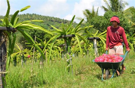 Enter the dragon fruit: A businessman discovers farming during the pandemic