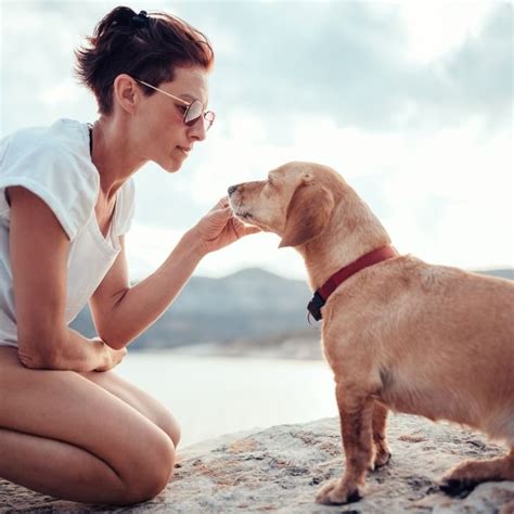 Pas De Calais les plus belles plages autorisées aux chiens