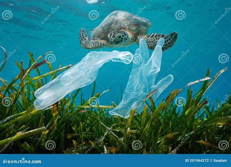 Plastic Pollution Disposable Gloves And Sea Turtle Stock Photo Image