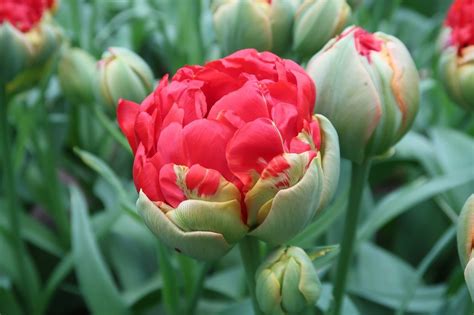 Хенни тюльпан (101 фото)