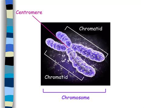 Sex Cells Fertilisation PPT