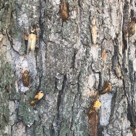 Dog-Day Cicadas Are Abuzz in Door County - Door County Pulse