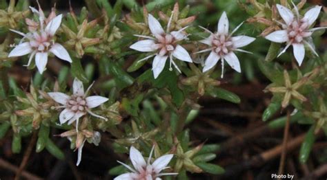 Sedum cockerellii | Cockerell's stonecrop | Edible Uses | Charles W ...