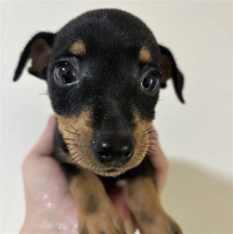 【犬の里親募集】奈良県・ミニチュアピンシャー・ミニピンの子犬（ID:2505-00990）｜ハグー -みんなのペット里親情報
