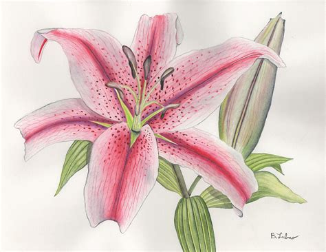 Stargazer Lily Drawing