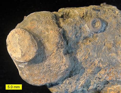 Woosters Fossil Of The Week An Early Bryozoan On A Middle Ordovician