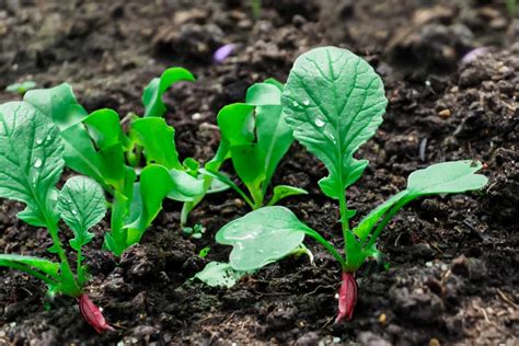 How To Grow Radishes In Your Garden