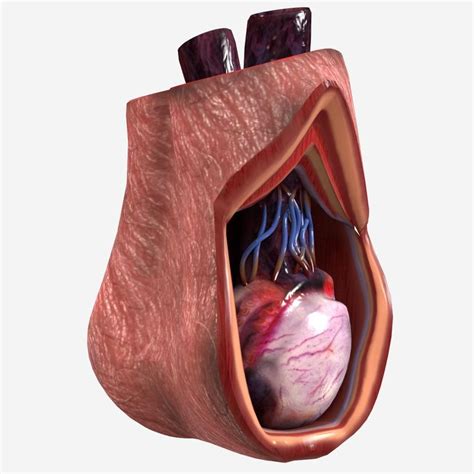 Testicular Anatomy 3D Model #AD ,#Testicular#Anatomy#Model | Human anatomy model, Human body ...