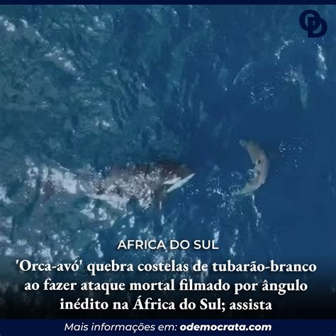 Orca avó quebra costelas de tubarão branco ao fazer ataque mortal