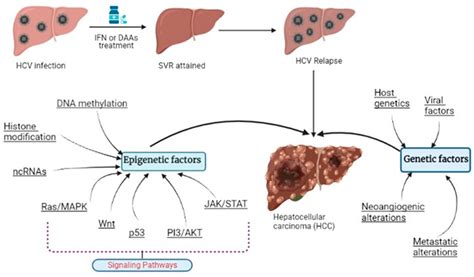 Livers Free Full Text Role Of Genetic And Epigenetic Modifications