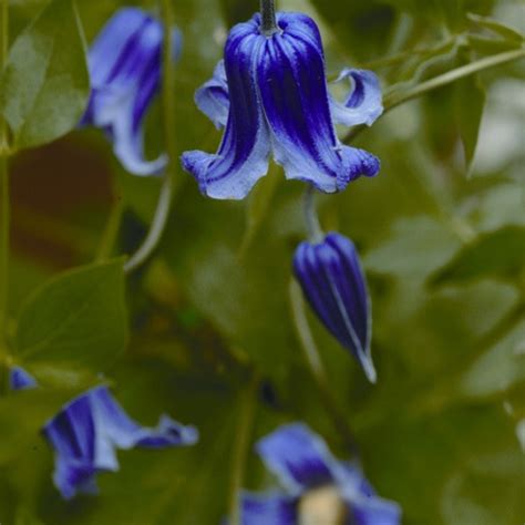 Bernadine™ Clematis Plant Addicts