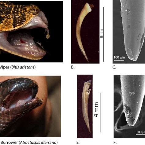 Spectacled Cobra Figure 2: Monocled Cobra | Download Scientific Diagram