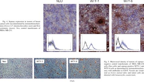 PDF Seprase Promotes Rapid Tumor Growth And Increased Microvessel