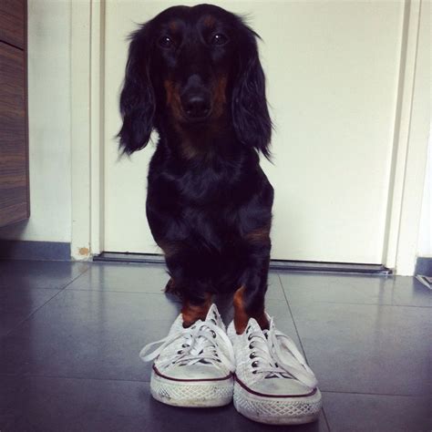 Tilda Tildathedachshund On Instagram