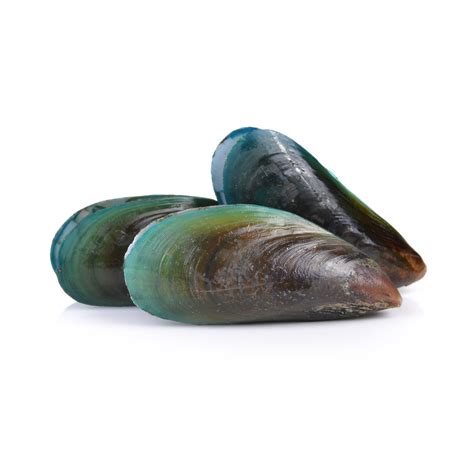 Green Lipped Mussels EURO USA