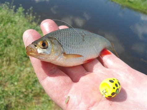 Попла поппер своими руками
