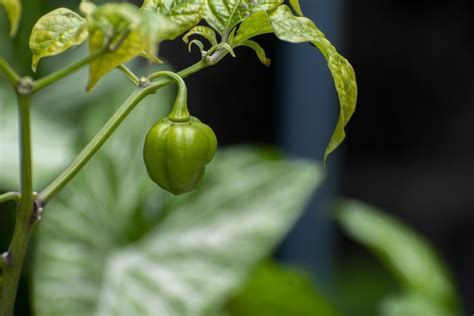 Gu A R Pida Para La Poda Del Pimiento En El Huerto Portalfruticola