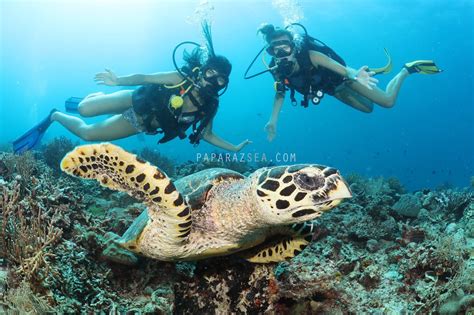 Dive Boracay Trip Report With Lapu Lapu Diving Center Paparazsea