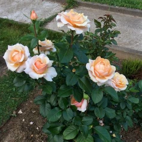 Cаджанці роз Сью Хипкин (Свит Ревелейшн) | Чайно-гібридна | Купити ...